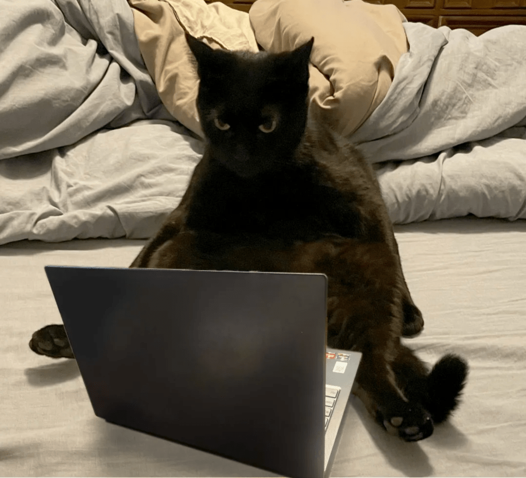 A black cat sits back on its butt, staring at an open laptop in front of it